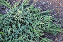 Jałowiec płożący Jade River Juniperus horizontalis C2