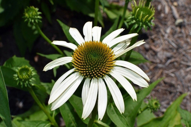 Jeżówka Alba Echinacea hybrida P9