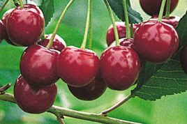 Wiśnia Nefris Prunus cerasus