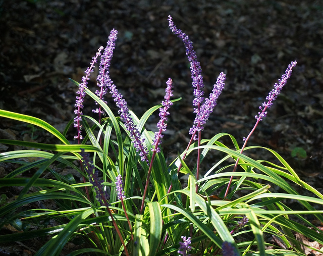 Liriope szafirkowata Big Blue Liriope muscari C2