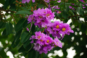Lagerstroemia indyjska Berry Dazzle PBR Lagerstroemia indica P9