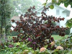 Leszczyna pospolita Red Majestic PBR Corylus avellana C5