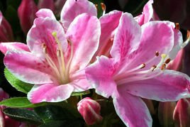 Azalia japońska Kermesina Rose Rhododendron obtusum C2