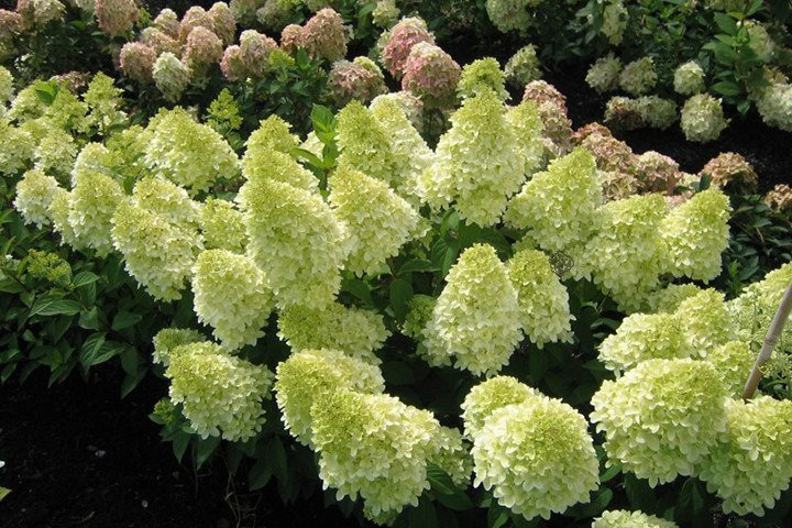 Hortensja bukietowa Magical Moonlight PBR Hydrangea paniculata C3