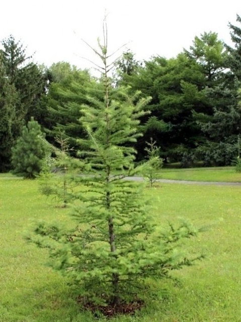 Modrzew japoński Larix kaempferi C5