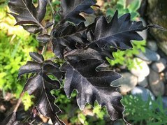 Buk pospolity Rohan Weeping Fagus sylvatica C2