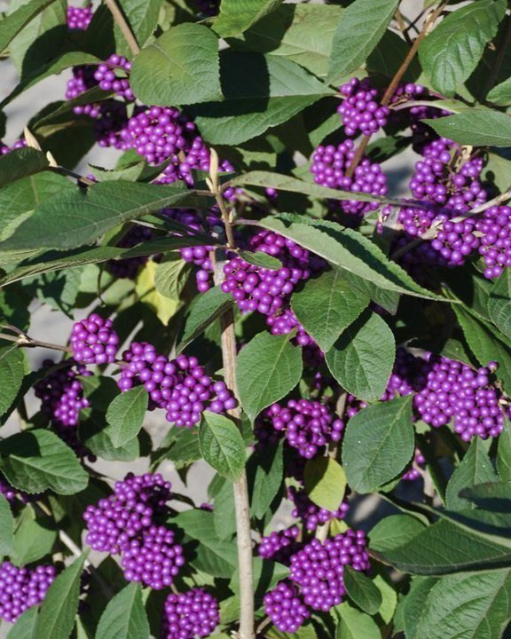 Pięknotka Bodiniera Imperial Pearl PBR Callicarpa bodinieri C3