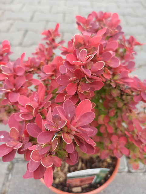 Berberys Thunberga Ruby Star PBR Berberis thunbergii C2