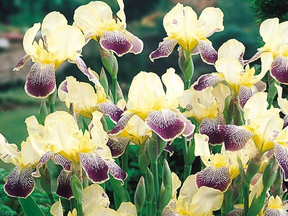 Kosaciec Nibelungen Iris germanica C1