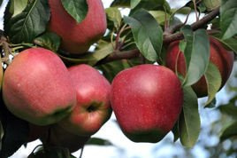 Jabłoń Gloster Malus domestica