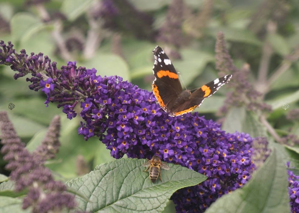Budleja Rocketstar Indigo PBR Buddleja C3