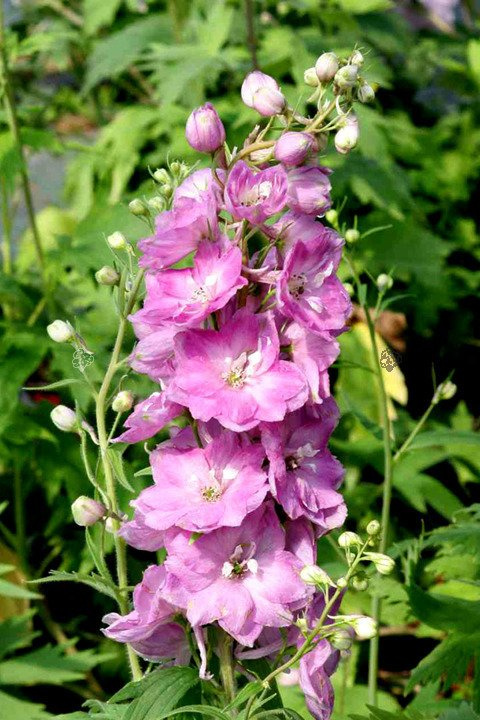 Ostróżka Pacific Giant Astolat Delphinium colt. C1