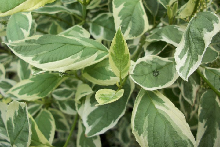 Dereń biały Elegantissima Cornus alba C2