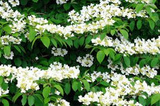 Kalina japońska Watanabe Viburnum plicatum C2