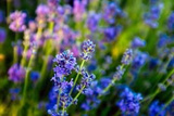 Lawenda wąskolistna Dwarf Blue Lavandula angustifolia C2