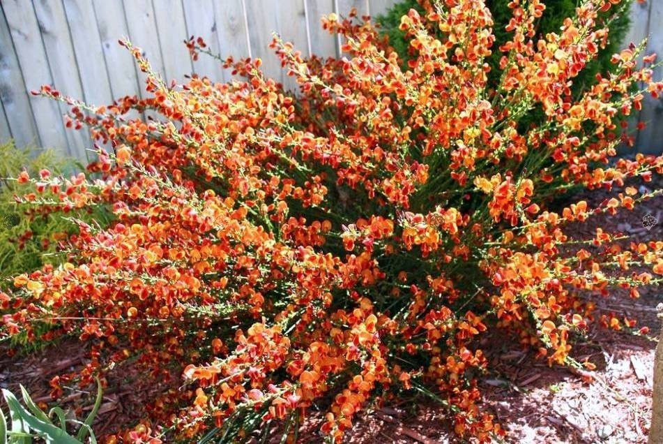 Żarnowiec Maria Burkwood Cytisus