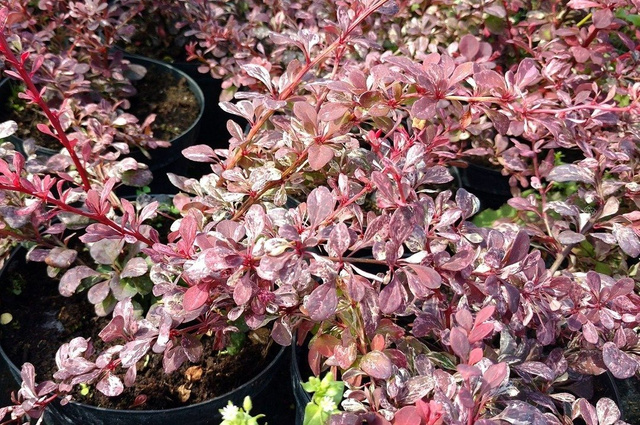 Berberys Thunberga Pink Attraction Berberis thunbergii P9