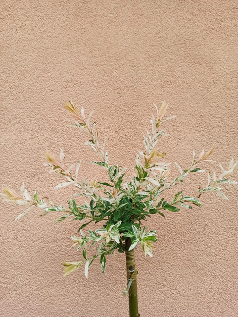 Wierzba całolistna na pniu Hakuro Nishiki Salix integra C2