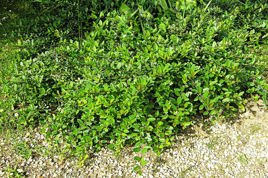 Wierzba fińska Salix finmarchica C3