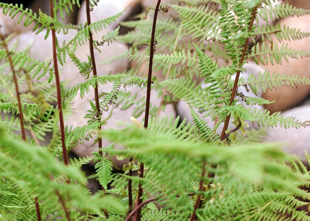 Wietlica samicza Rotstiel Athyrium filix-femina C3