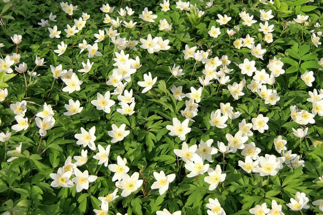 Zawilec wielkokwiatowy Anemone sylvestris P9