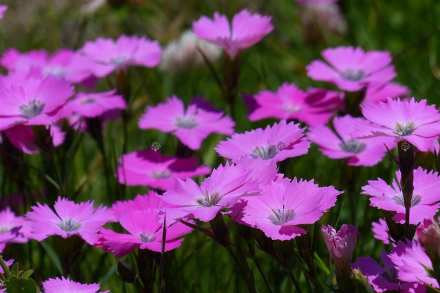 Goździk siny Firewitch Dianthus gratianopolitanus C2