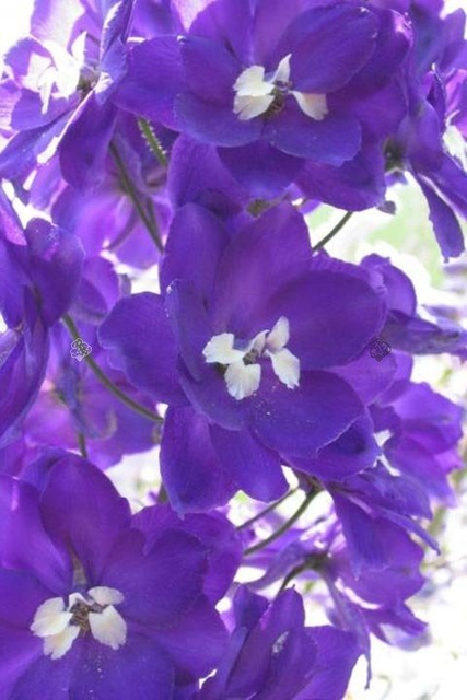 Ostróżka Elmfreude Delphinium C2