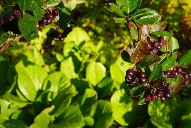 Aronia czarnoowocowa Aronia melanocarpa