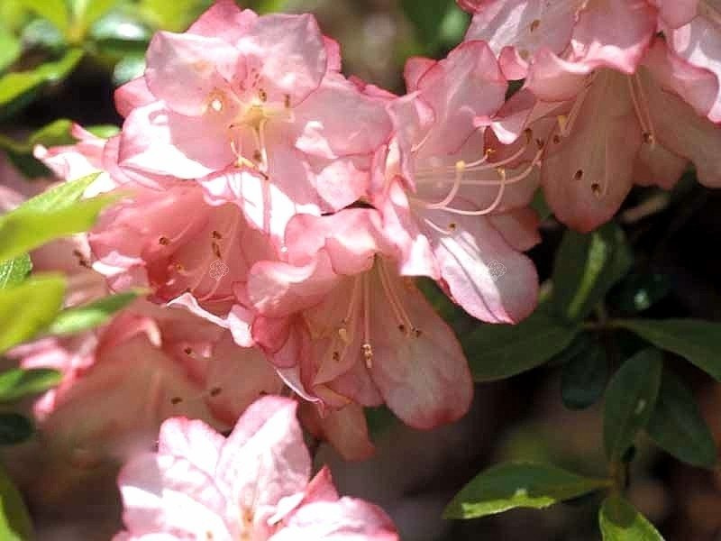 Azalia japońska Roehr's Peggy Ann Rhododendron obtusum C2
