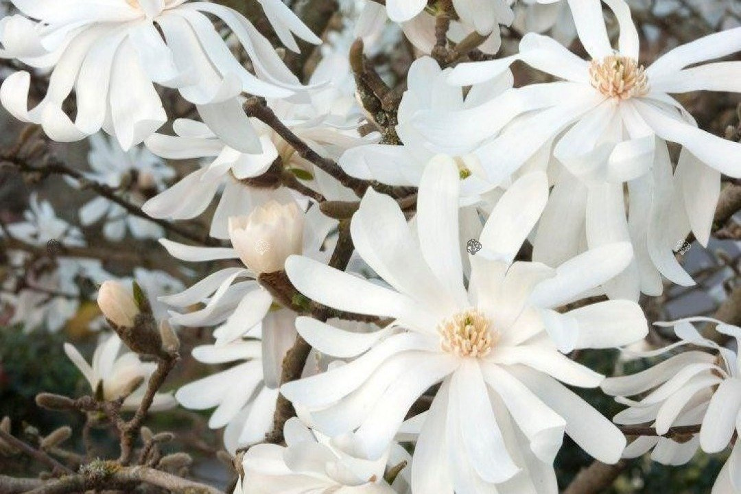Magnolia gwiaździsta Royal Star Magnolia stellata C2