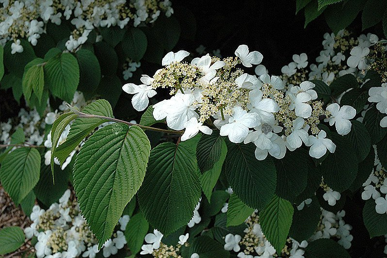 Kalina japońska Mariesii Viburnum plicatum P9