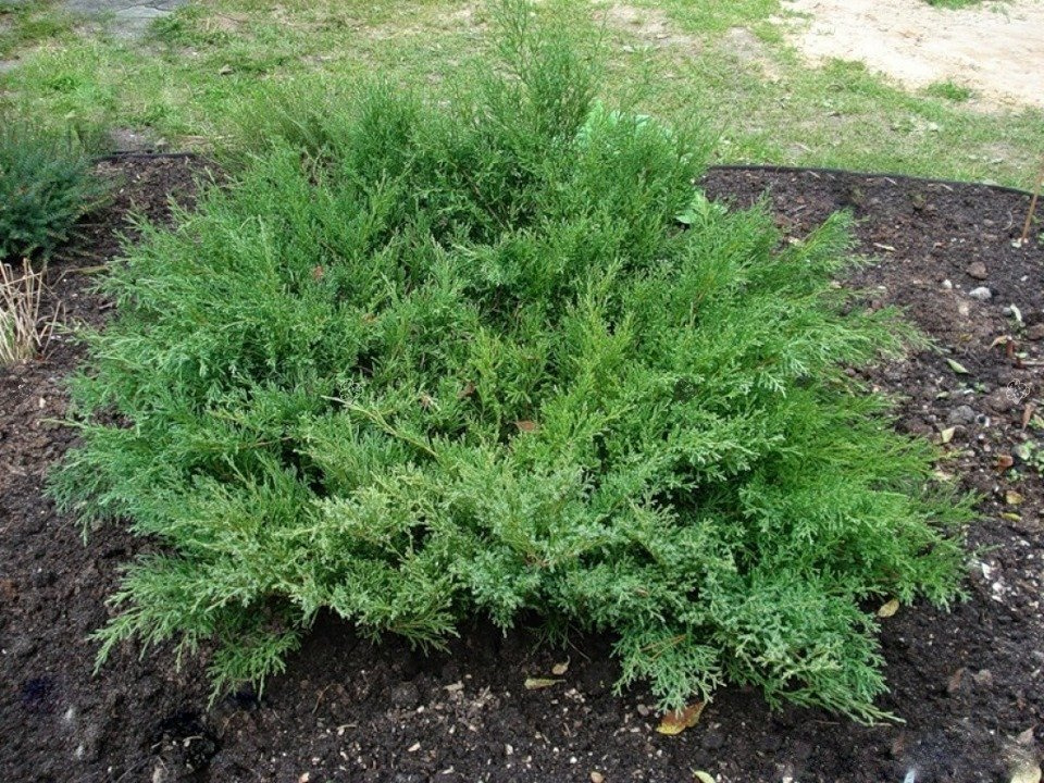 Jałowiec Pfitzera Pfitzeriana Compacta Juniperus pfitzeriana C2