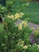 Jałowiec chiński Variegata Juniperus chinensis C2