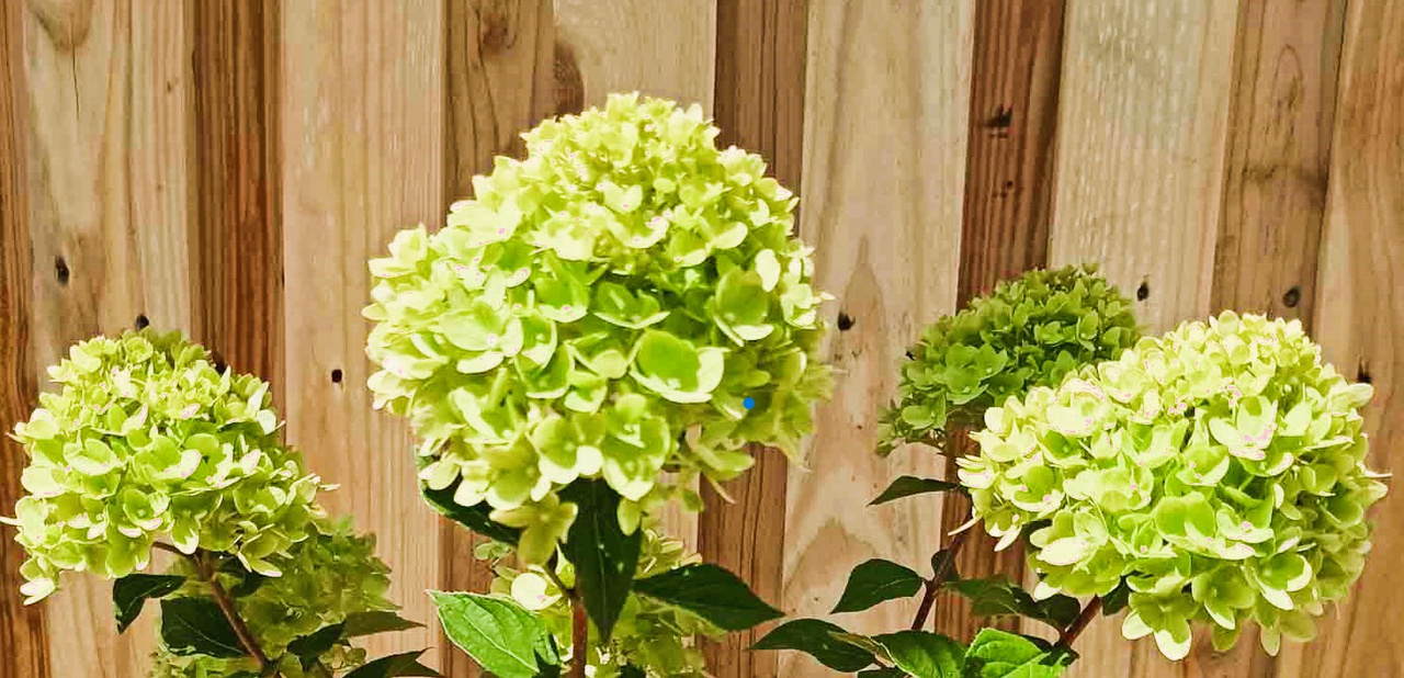 Hortensja bukietowa Little Lime PBR