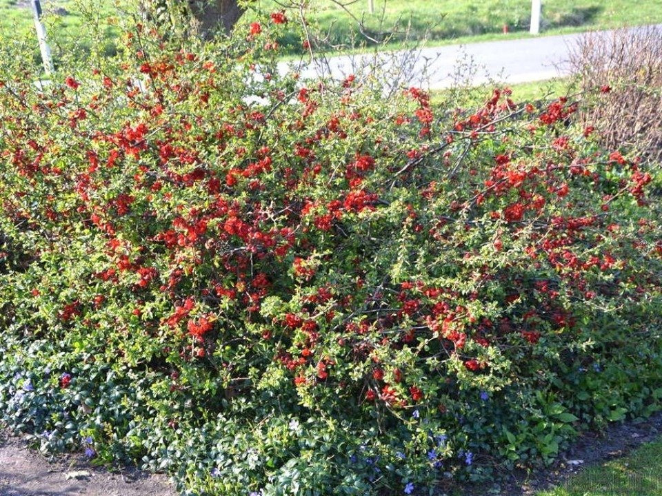 Pigwowiec pośredni Andenken an Karl Ramcke Chaenomeles superba C2