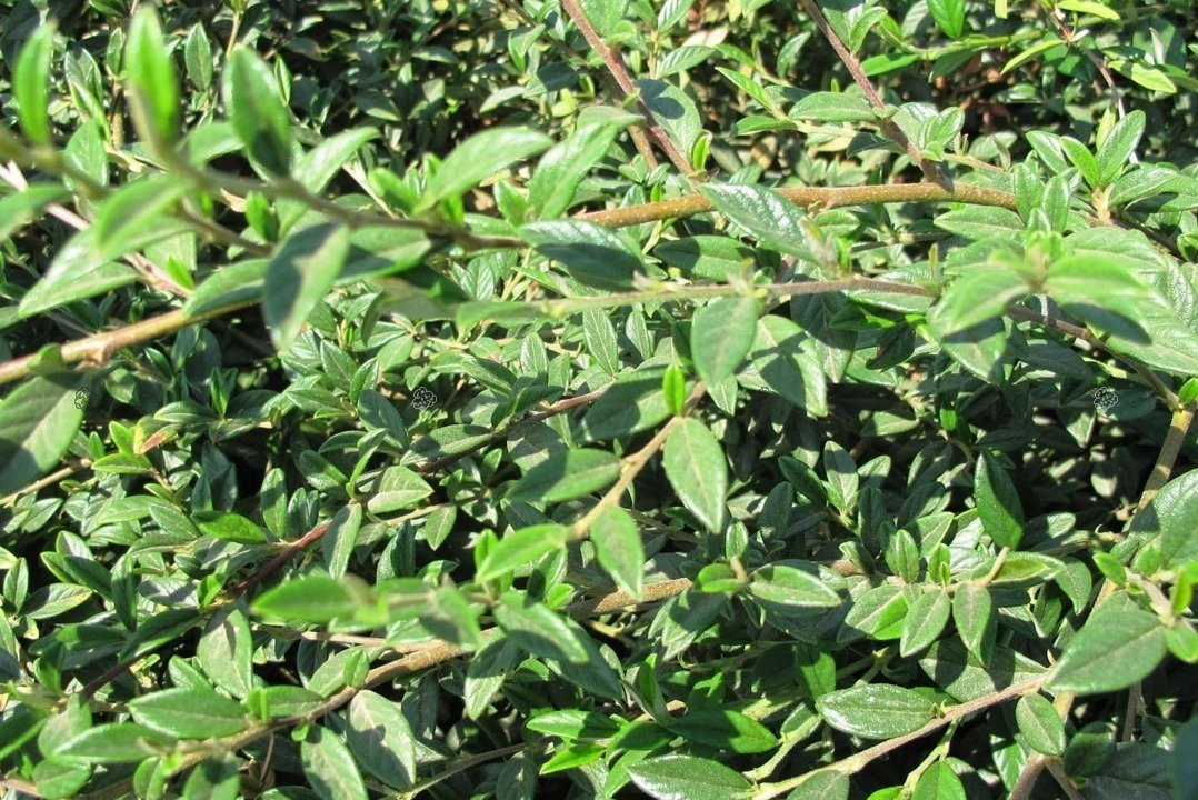 Irga wierzbolistna Repens Cotoneaster salicifolius P9