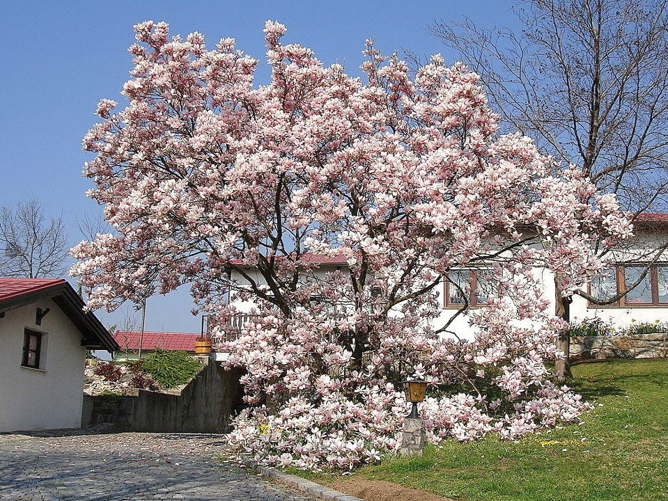 Magnolia Soulange'a Alexandrina Magnolia soulangeana C7,5