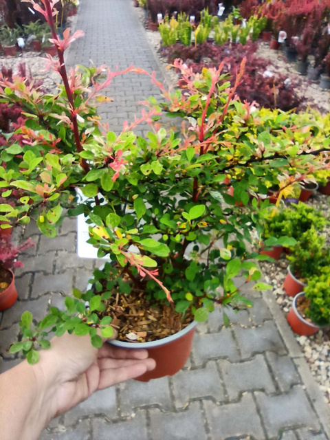 Berberys Thunberga Natasza PBR Berberis thunbergii C2