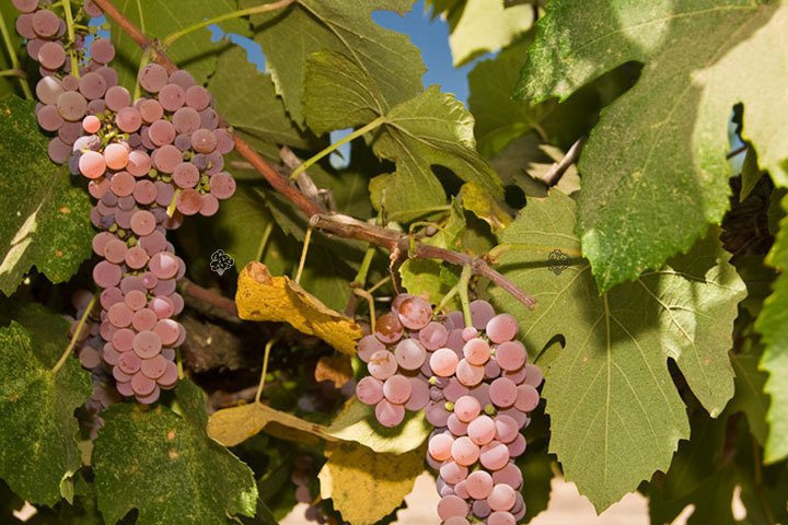 Winorośl Canadice Vitis C2