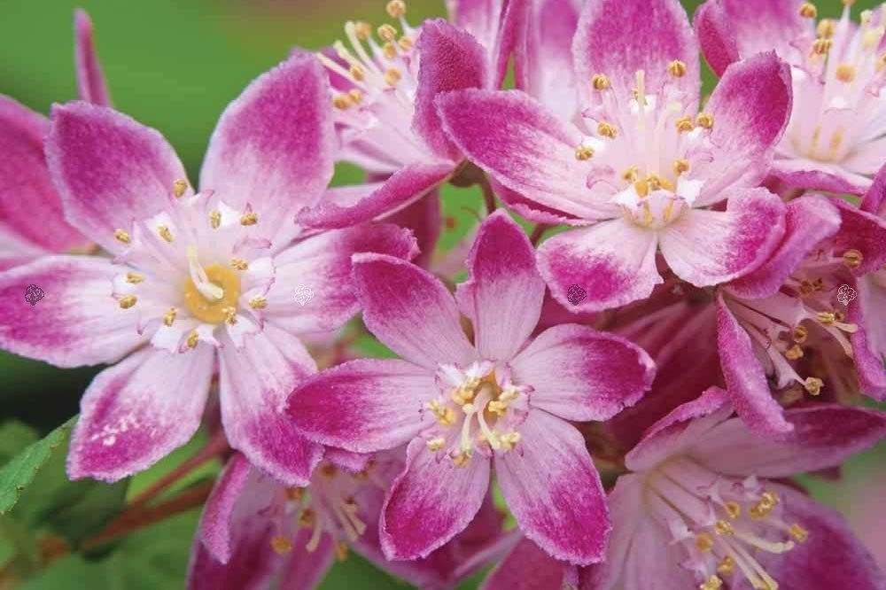 Żylistek mieszańcowy Strawberry Fields Deutzia hybrida P9