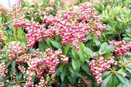 Pieris japoński Valley Valentine Pieris japonica C1,5