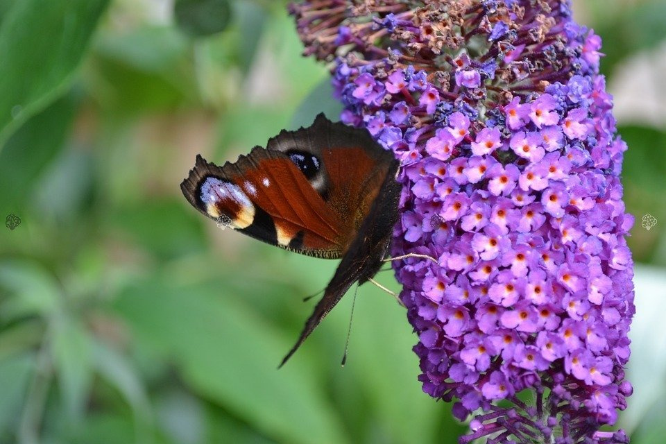 Budleja Davida Ile de France Buddleja davidii P9