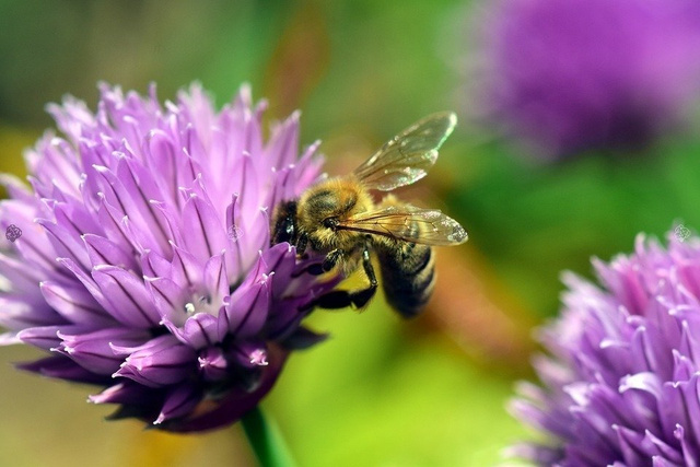 Czosnek szczypiorek Allium schoenoprasum P9