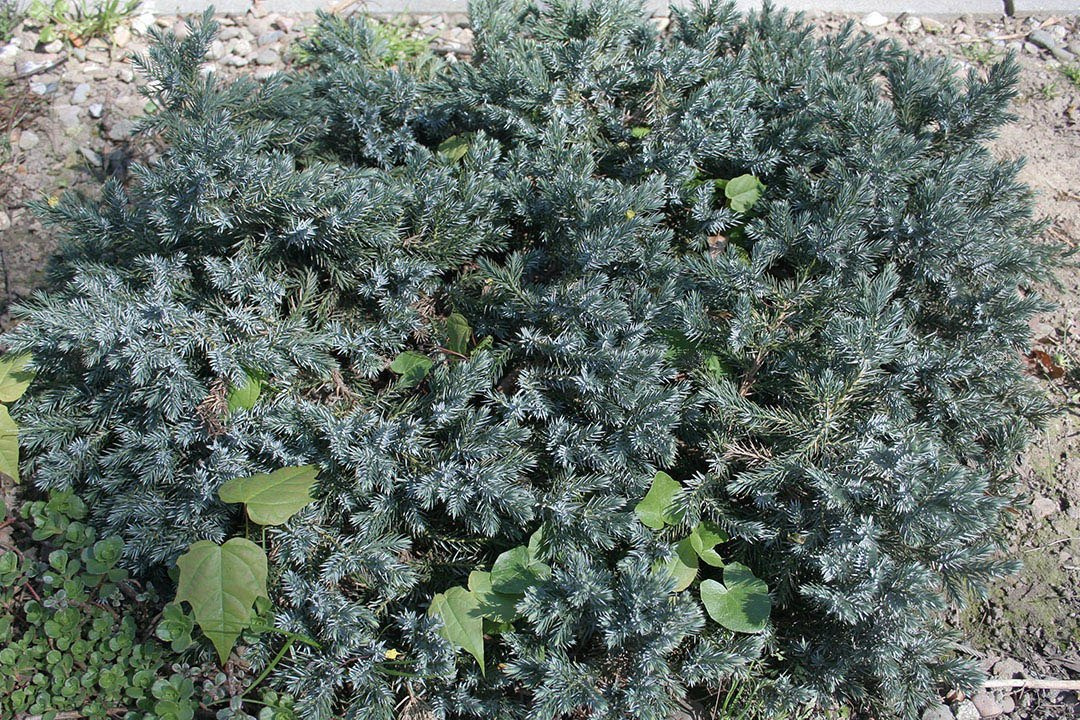 Jałowiec łuskowaty Blue Star Juniperus squamata C5