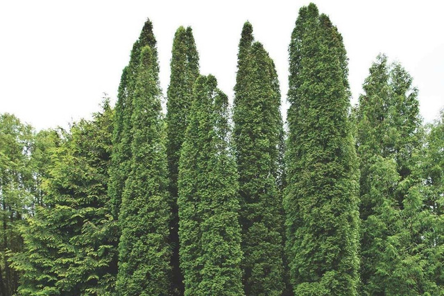 Tuja Columna Thuja occidentalis P9
