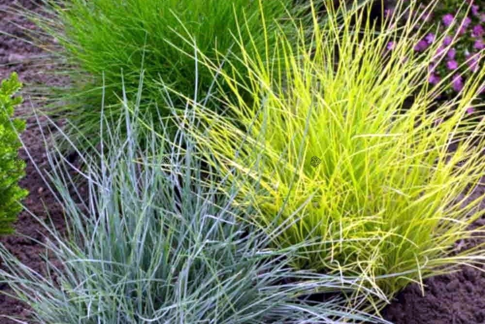 Kostrzewa sina Golden Toupee Festuca glauca C2