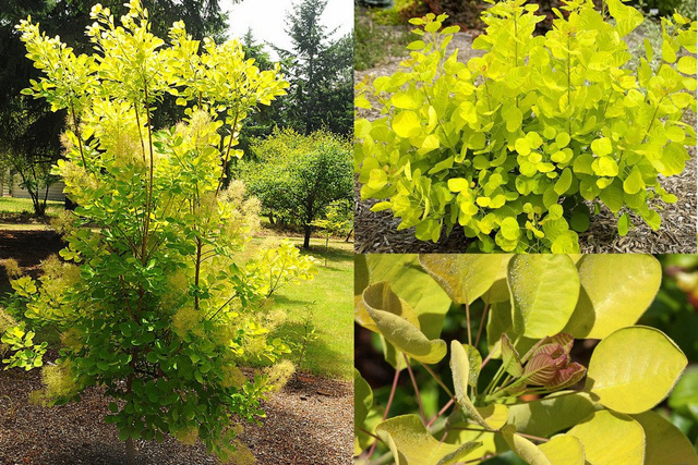 Perukowiec podolski Golden Spirit Ancot PBR Cotinus coggygria C2
