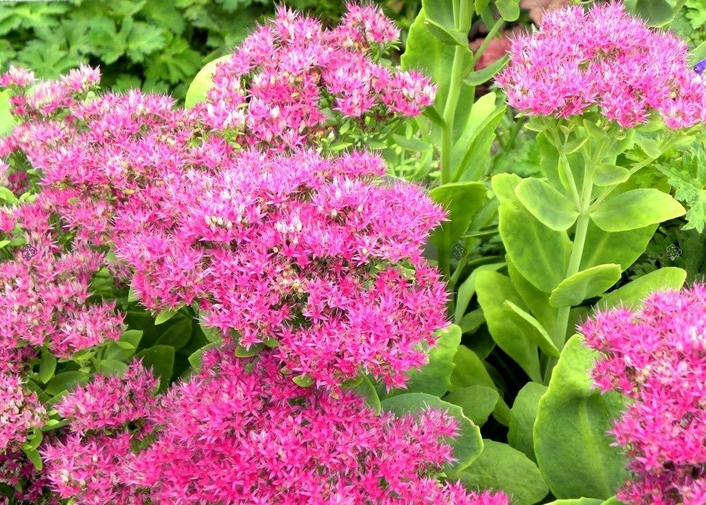 Rozchodnik okazały Rosenteller Sedum spectabile C2