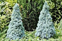Świerk biały Sander's Blue Picea glauca C2