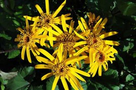 Języczka pomarańczowa Ligularia dentata P9